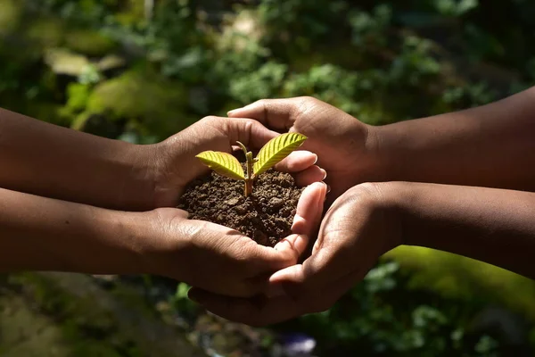 Agricultores Familiares Mãos Segurando Uma Planta Jovem Fresco Sobre Sol — Fotografia de Stock