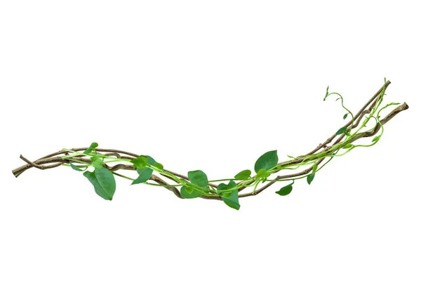 Tropikal ağaçların köklerinde dairesel sarmaşık. kırpma yolu dahil olmak üzere beyaz arkaplanda izole edildi. Çiçek Tasarımı. HD Resim ve Büyük Çözünürlük. Duvar kağıdı olarak kullanılabilir