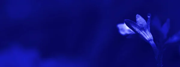 Fondo Abstracto Para Banners Web Con Color Azul Fantasma Espacio —  Fotos de Stock