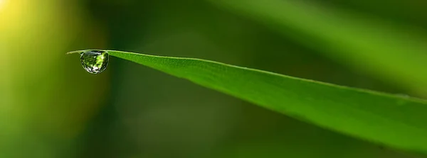 Manhã Natureza Fundo Com Bela Gota Com Espaço Para Texto — Fotografia de Stock