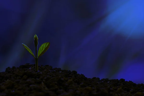 Jovem Planta Crescendo Luz Azul Fantasma Natureza Verde Bokeh Fundo — Fotografia de Stock