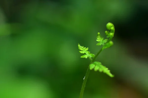 Vista Naturaleza Primer Plano Hermoso Helecho Sobre Fondo Vegetación Borrosa — Foto de Stock