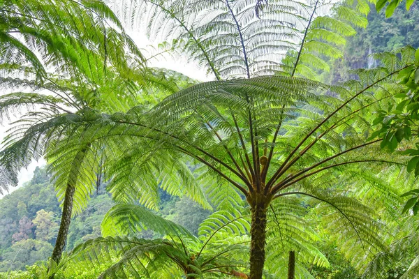 Muitas Samambaias Gigantescas Videiras Arbustos Localizados Floresta Tropical Indonésia Pode — Fotografia de Stock