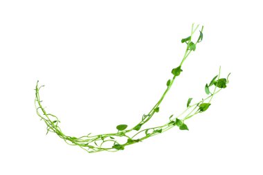 Kırpılmış orman sarmaşıkları, kalp şeklinde yeşil yapraklı liana bitkisi, beyaz arka planda izole edilmiş, kırpma yolu da dahil. Çiçek Tasarımı. HD Resim ve Büyük Çözünürlük. Duvar kağıdı olarak kullanılabilir