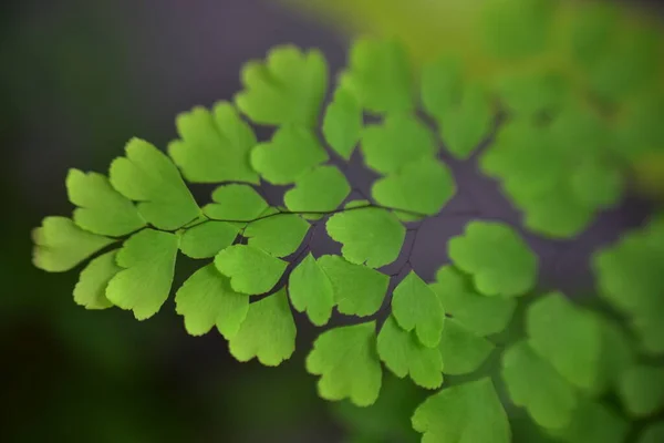 Vue Rapprochée Nature Belle Fougère Sur Fond Verdure Floue Dans — Photo