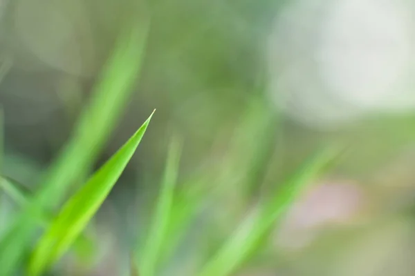 Primer Plano Vista Naturaleza Hoja Verde Sobre Fondo Vegetación Borrosa —  Fotos de Stock