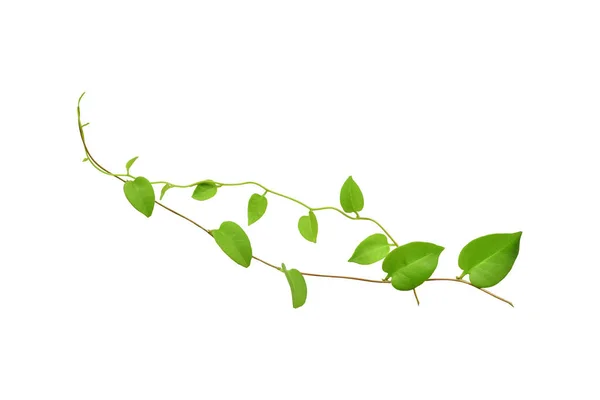 Twisted jungle vines liana plant Cowslip creeper vine Telosma cordata with  heart shaped green leaves on transparent, png file 19873970 PNG