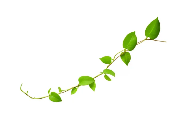 Kırpılmış orman sarmaşıkları, kalp şeklinde yeşil yapraklı liana bitkisi, beyaz arka planda izole edilmiş, kırpma yolu da dahil. Çiçek Tasarımı. HD Resim ve Büyük Çözünürlük. Duvar kağıdı olarak kullanılabilir