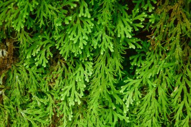 Endonezya 'nın tropikal yağmur ormanlarında kayalıklarda ve vadilerde, sarmaşıklarda ve çalılıklarda birçok dev eğreltiotu ağaçları bulunur. arka plan ve duvar kağıdı olarak kullanılabilir. Ağ pankartları kavramı.