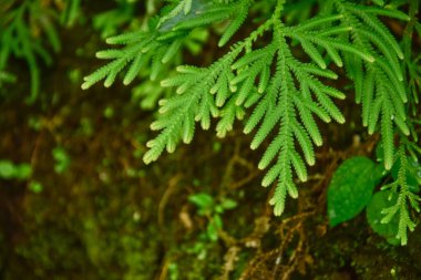 Endonezya 'nın tropikal yağmur ormanlarında kayalıklarda ve vadilerde, sarmaşıklarda ve çalılıklarda birçok dev eğreltiotu ağaçları bulunur. arka plan ve duvar kağıdı olarak kullanılabilir. Ağ pankartları kavramı.