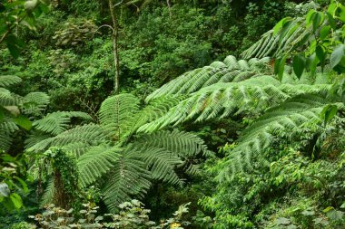 Endonezya 'nın tropikal yağmur ormanlarında kayalıklarda ve vadilerde, sarmaşıklarda ve çalılıklarda birçok dev eğreltiotu ağaçları bulunur. arka plan ve duvar kağıdı olarak kullanılabilir. Ağ pankartları kavramı.