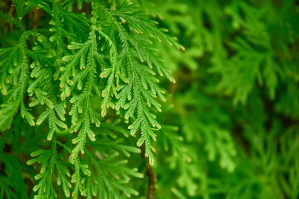 Molti Alberi Felce Giganti Scogliere Valli Viti Cespugli Trovano Nelle — Foto Stock