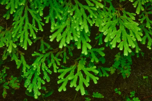Viele Riesige Farnbäume Klippen Und Tälern Reben Und Büschen Befinden — Stockfoto