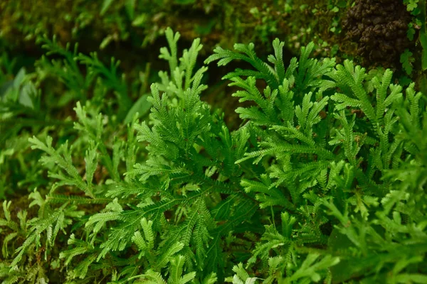 Molti Alberi Felce Giganti Scogliere Valli Viti Cespugli Trovano Nelle — Foto Stock