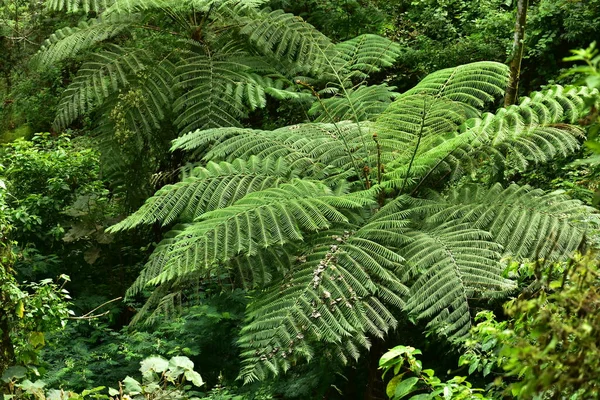 Many giant fern trees in cliffs and valleys, vines and bushes are located in Indonesia\'s tropical rain forests. can be used as background and wallpaper. the concept of web banners.