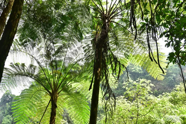 Many giant fern trees in cliffs and valleys, vines and bushes are located in Indonesia\'s tropical rain forests. can be used as background and wallpaper. the concept of web banners.