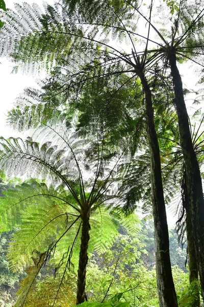 Muitas Samambaias Gigantes Falésias Vales Vinhas Arbustos Estão Localizados Nas — Fotografia de Stock