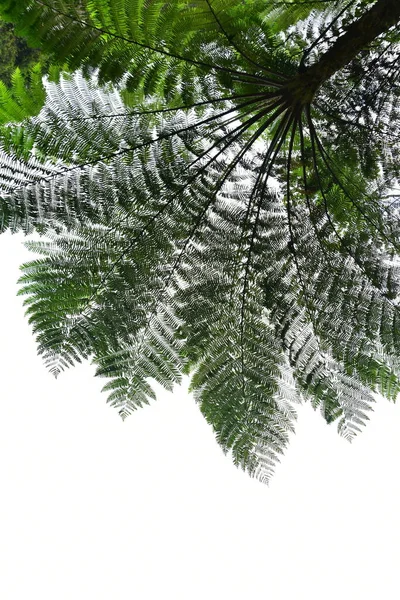 Molti Alberi Felce Giganti Scogliere Valli Viti Cespugli Trovano Nelle — Foto Stock