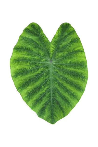 Große Herzförmige Grüne Blätter Von Elefantenohr Oder Taro Colocasia Art — Stockfoto