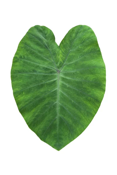 大型心形绿叶的象耳或狼 热带叶子植物 在白色背景 剪枝路径包括 Hd图像和大解析度 可用作墙纸 — 图库照片