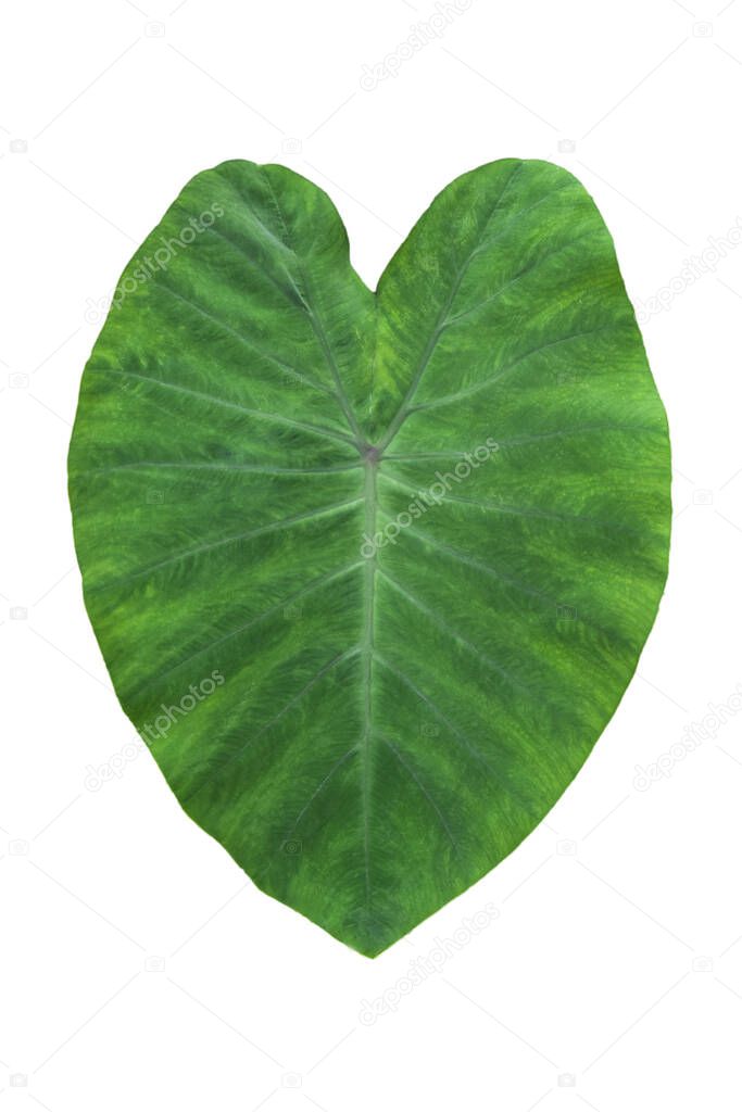 Large heart shaped green leaves of Elephant ear or taro (Colocasia species) the tropical foliage plant isolated on white background, clipping path included,HD Image and Large Resolution. can be used as wallpaper