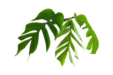Monstera yaprağı beyaz arka planda izole edilmiş, kırpma yolları da dahil. HD Resim ve Büyük Çözünürlük. Duvar kağıdı olarak kullanılabilir