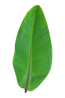 Beyaz arka planda izole edilmiş muz yaprağı, kırpma yolları da dahil. HD Resim ve Büyük Çözünürlük. Duvar kağıdı olarak kullanılabilir