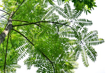 Tropikal yaprak bitkileriyle dolu orman ağaç gövdeleri, doğada bir çerçeve oluşturuyor, kesme yolu olan beyaz bir arka planda izole edilmiş.