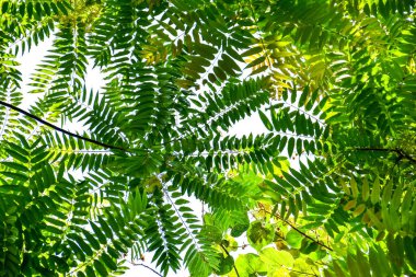 Tropikal yaprak bitkileriyle dolu orman ağaç gövdeleri, doğada bir çerçeve oluşturuyor, kesme yolu olan beyaz bir arka planda izole edilmiş.