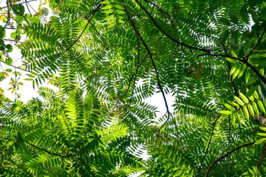 Tropikal yaprak bitkileriyle dolu orman ağaç gövdeleri, doğada bir çerçeve oluşturuyor, kesme yolu olan beyaz bir arka planda izole edilmiş.