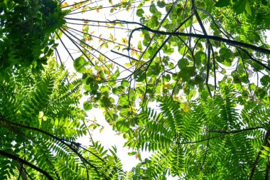Tropikal yaprak bitkileriyle dolu orman ağaç gövdeleri, doğada bir çerçeve oluşturuyor, kesme yolu olan beyaz bir arka planda izole edilmiş.