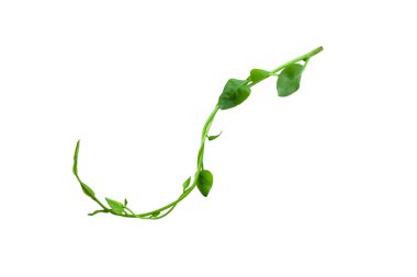 Spiral kıvrımlı orman ağacı dalı, sarmaşık bitkisi, beyaz arka planda izole edilmiş üzüm kökü, kırpma yolu da dahil. HD Resim ve Büyük Çözünürlük. Duvar kağıdı olarak kullanılabilir