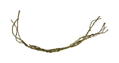 Ağaç kökü üzümü ya da üç yapraklı yabani asma cayratia (Cayratia trifolia) liana sarmaşık bitkisi çalılığı, doğa çerçeveli orman sınırı, kırpma yolu dahil olmak üzere beyaz arka planda izole. Çiçek Tasarımı. HD Resim ve Büyük Çözünürlük. Duvar olarak kullanılabilir