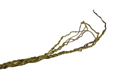 Beyaz arka planda izole edilmiş sarmaşığı kapat. Kırpma yolu dahil. HD Resim ve Büyük Çözünürlük. Masaüstü duvar kağıdı olarak kullanılabilir