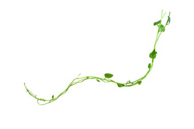 Spiral kıvrımlı orman ağacı dalı, sarmaşık bitkisi, beyaz arka planda izole edilmiş üzüm kökü, kırpma yolu da dahil. HD Resim ve Büyük Çözünürlük. Duvar kağıdı olarak kullanılabilir