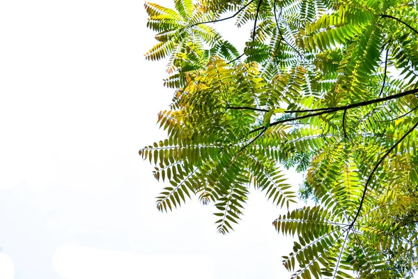 Forest tree trunks with tropical foliage plants, forming a frame in nature, isolated on a white background with a cliping path