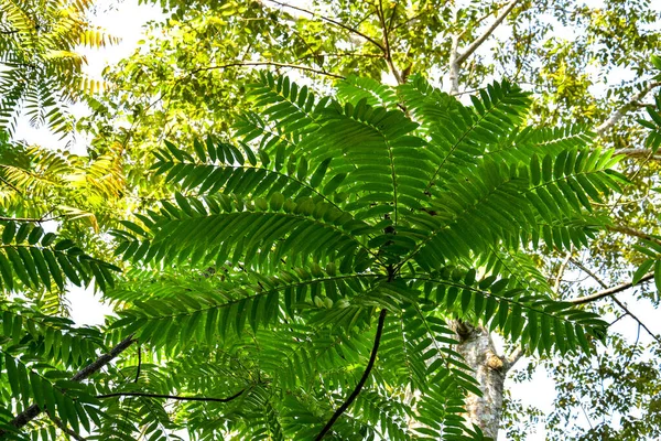 Лесные Стволы Тропическими Растениями Листвы Образующие Рамку Природе Изолированные Белом — стоковое фото