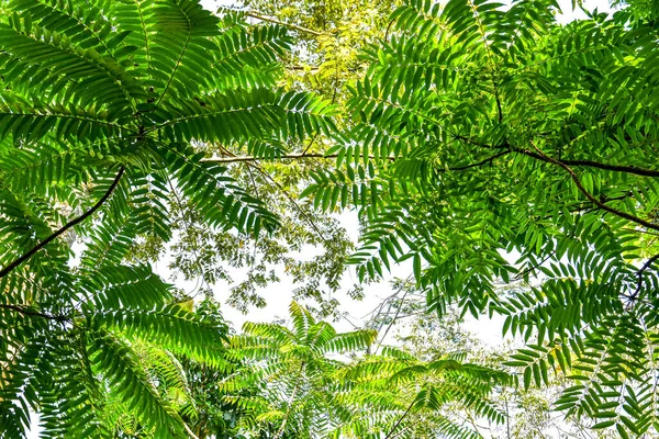 Foresta Tronchi Albero Con Piante Tropicali Fogliame Formando Una Cornice — Foto Stock