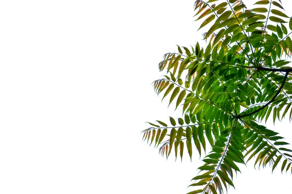 Tropikal Yaprak Bitkileriyle Dolu Orman Ağaç Gövdeleri Doğada Bir Çerçeve — Stok fotoğraf