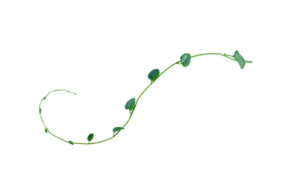Verdrehte Dschungel Reben Lianenpflanze Mit Herzförmigen Grünen Blättern Isoliert Auf — Stockfoto
