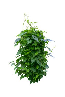 Kırpılmış orman sarmaşıkları, kalp şeklinde yeşil yapraklı liana bitkisi, beyaz arka planda izole edilmiş, kırpma yolu da dahil. Çiçek Tasarımı. HD Resim ve Büyük Çözünürlük. Duvar kağıdı olarak kullanılabilir