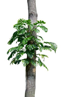 Doğal Monstera 'nın yeşil yaprakları (Epipremnum pinnatum) orman ağacında yetişen liana bitkisi, tropikal orman bitkisi her zaman yeşil olan çalılar kesme yolu ile beyaz arka planda izole edilmiş.