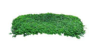 Çimen, yeşil yapraklar, Wart eğreltiotu veya Monarch eğreltiotu (Phymatosorus scolopendria) tropikal bitki çalıları, beyaz arka planda izole edilmiş bahçe peyzajı. HD Resim ve Büyük Çözünürlük