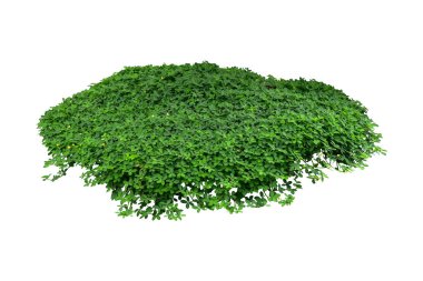 Çimen, yeşil yapraklar, Wart eğreltiotu veya Monarch eğreltiotu (Phymatosorus scolopendria) tropikal bitki çalıları, beyaz arka planda izole edilmiş bahçe peyzajı. HD Resim ve Büyük Çözünürlük