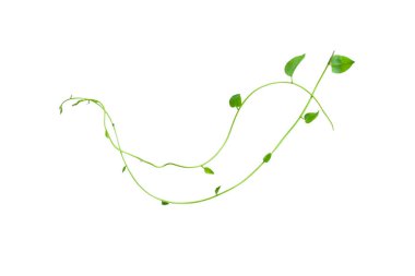 Kırpılmış orman sarmaşıkları, kalp şeklinde yeşil yapraklı liana bitkisi, beyaz arka planda izole edilmiş, kırpma yolu da dahil. Çiçek Tasarımı. HD Resim ve Büyük Çözünürlük. Duvar kağıdı olarak kullanılabilir