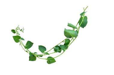 Twisted jungle vines liana plant with heart shaped green leaves isolated on white background, clipping path included. Floral Desaign. HD Image and Large Resolution. can be used as wallpaper clipart