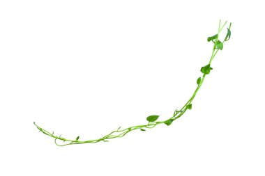 Twisted jungle vines liana plant with heart shaped green leaves isolated on white background, clipping path included. Floral Desaign. HD Image and Large Resolution. can be used as wallpaper clipart