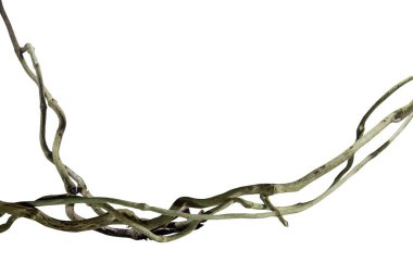 Ağaç kökü üzümü ya da üç yapraklı yabani asma cayratia (Cayratia trifolia) liana sarmaşık bitkisi çalılığı, doğa çerçeveli orman sınırı, kırpma yolu dahil olmak üzere beyaz arka planda izole. Çiçek Tasarımı. HD Resim ve Büyük Çözünürlük. Duvar olarak kullanılabilir