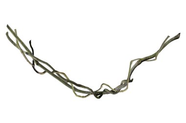 Ağaç kökü üzümü ya da üç yapraklı yabani asma cayratia (Cayratia trifolia) liana sarmaşık bitkisi çalılığı, doğa çerçeveli orman sınırı, kırpma yolu dahil olmak üzere beyaz arka planda izole. Çiçek Tasarımı. HD Resim ve Büyük Çözünürlük. Duvar olarak kullanılabilir