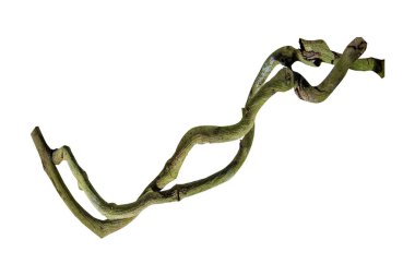Ağaç kökü üzümü ya da üç yapraklı yabani asma cayratia (Cayratia trifolia) liana sarmaşık bitkisi çalılığı, doğa çerçeveli orman sınırı, kırpma yolu dahil olmak üzere beyaz arka planda izole. Çiçek Tasarımı. HD Resim ve Büyük Çözünürlük. Duvar olarak kullanılabilir